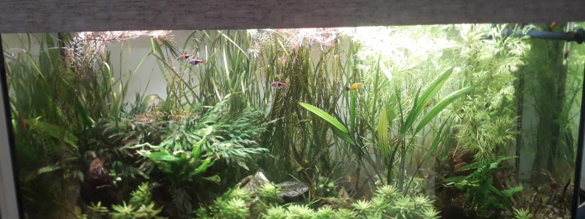 aquarium 240 L