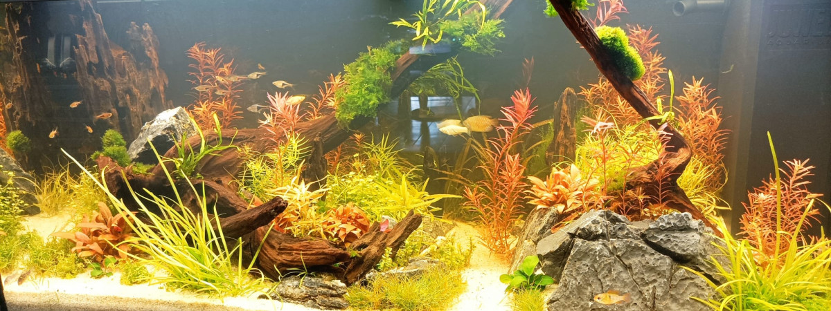 aquarium 180L