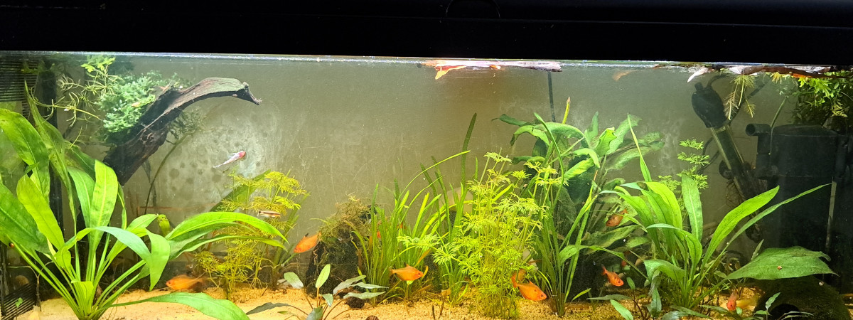 aquarium Serpae otocinclus borellii