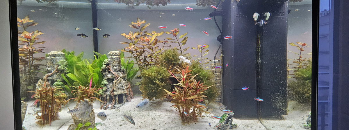 aquarium Salon