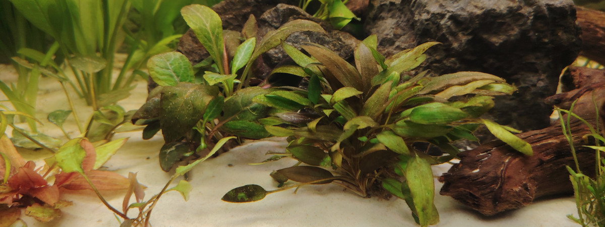 aquarium Amérique du sud