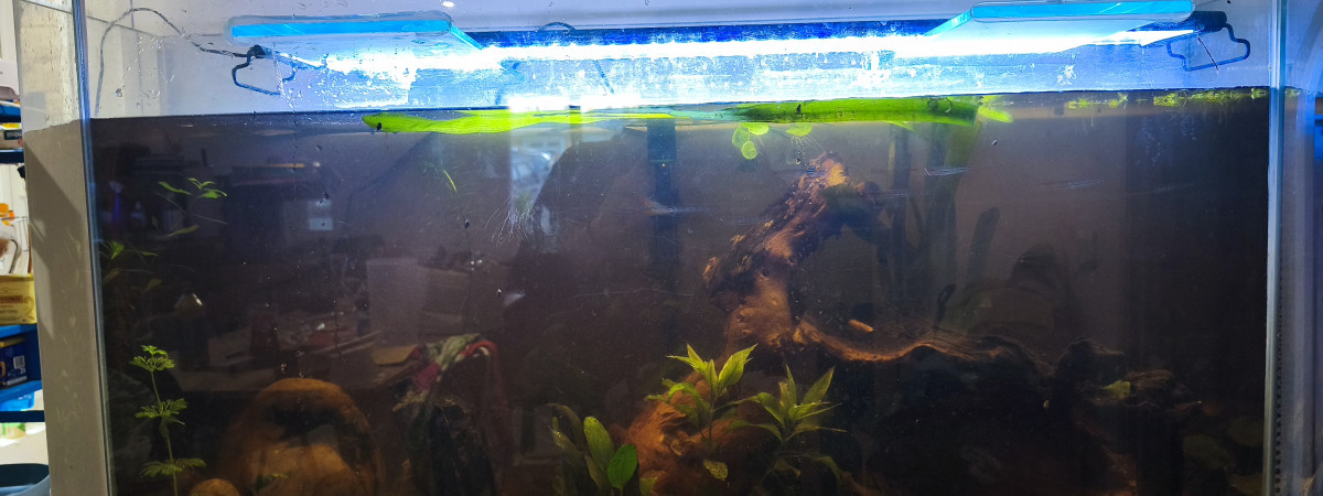 aquarium Mon aquarium