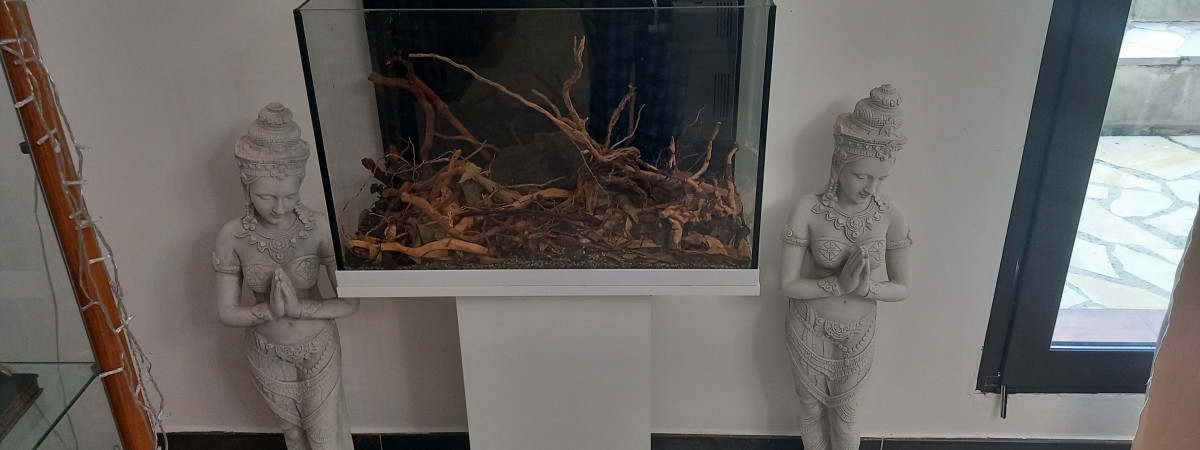 aquarium biotope amazonien   70 litres