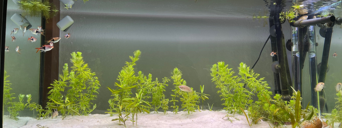 aquarium Asiatique 90L