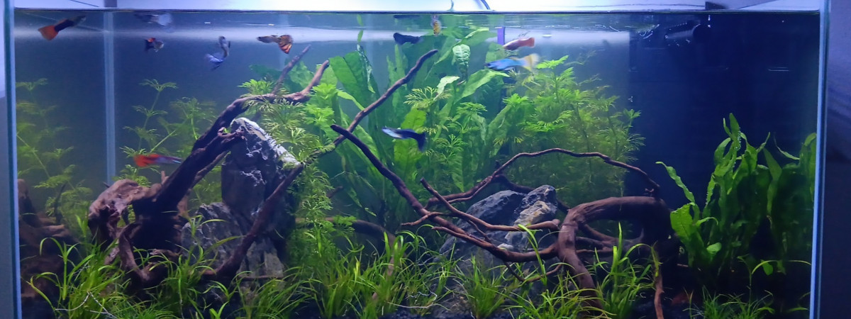 aquarium Guppy aqua