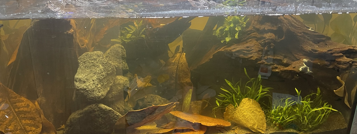 aquarium Black water
