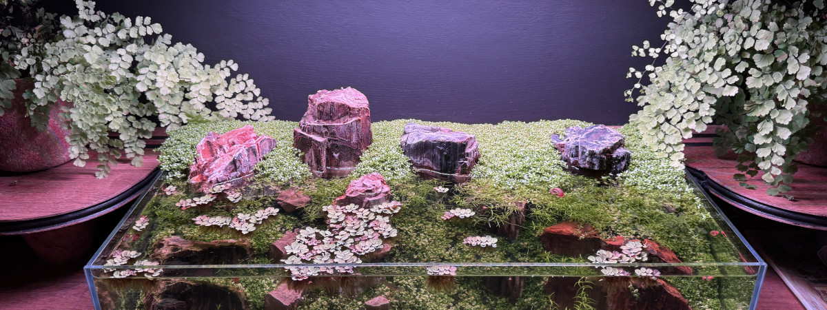 aquarium Betelgeuse