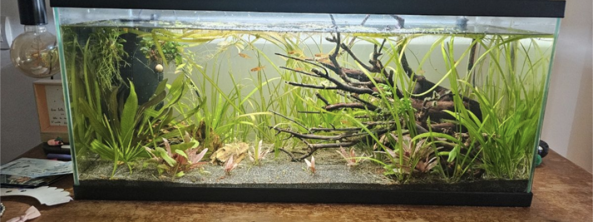 aquarium Mathaquarium