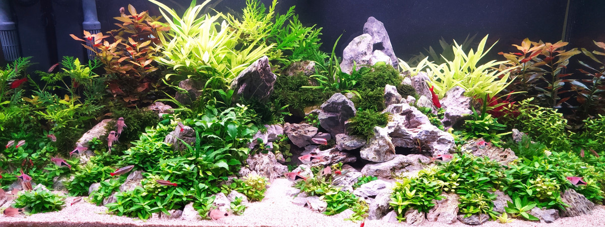 aquarium Sanctuary