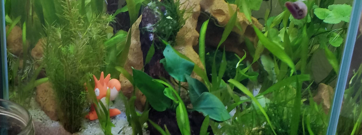 aquarium Walstad