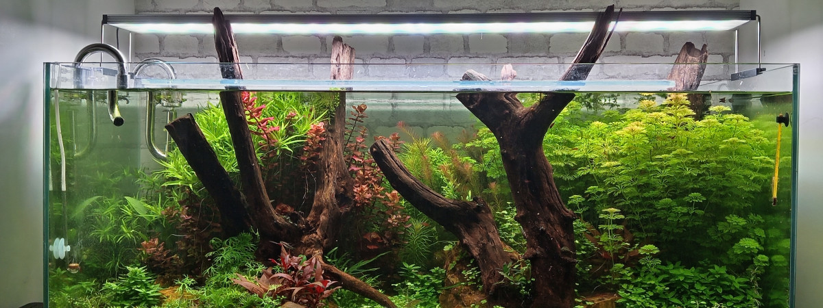 aquarium Mon 300