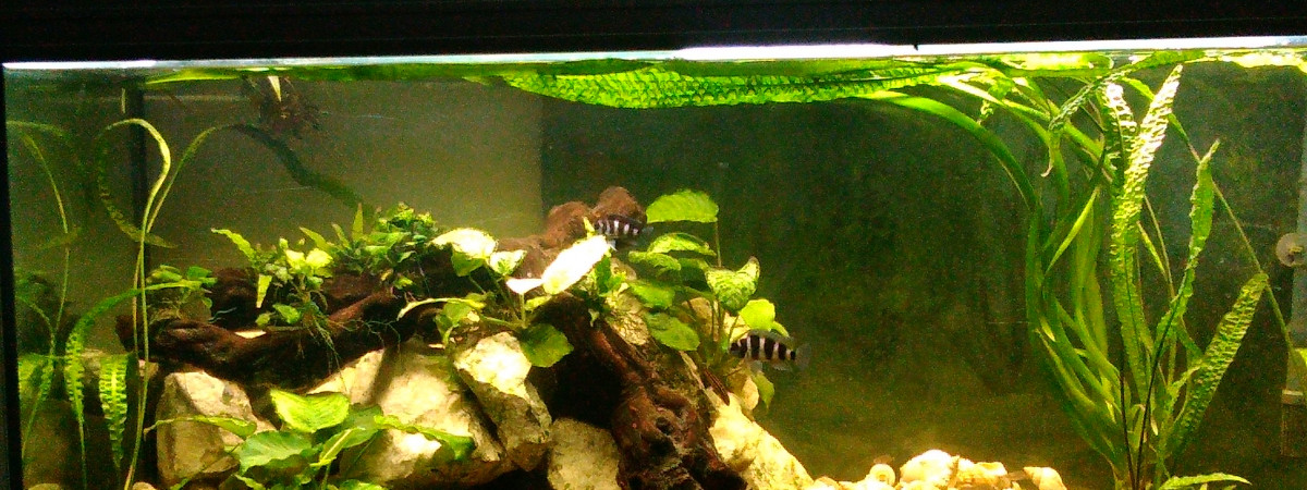 aquarium Tanganika