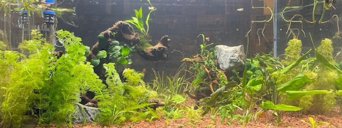 aquarium 240L