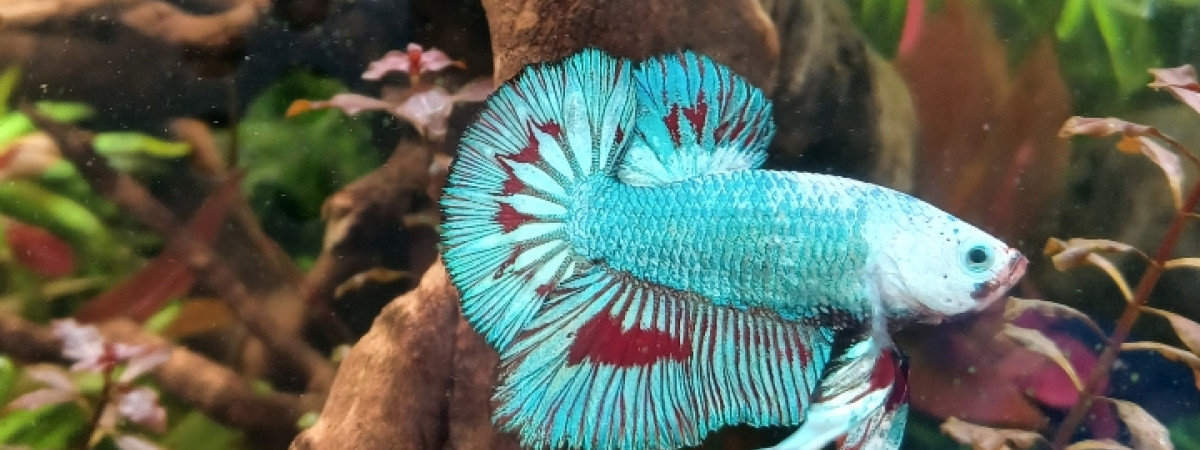 aquarium 37L
