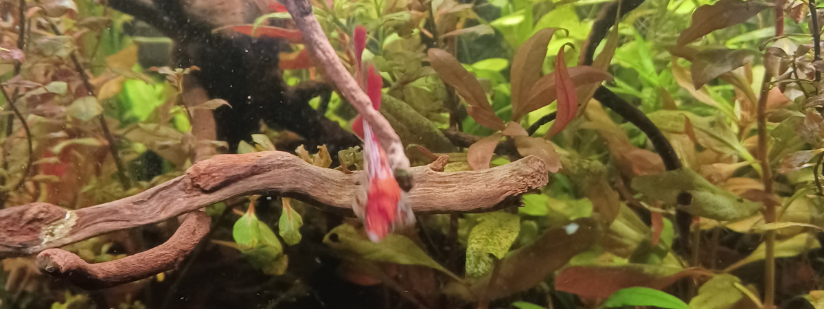 aquarium 60L