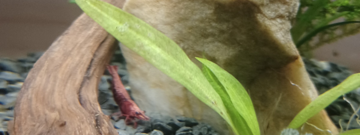 aquarium 10L