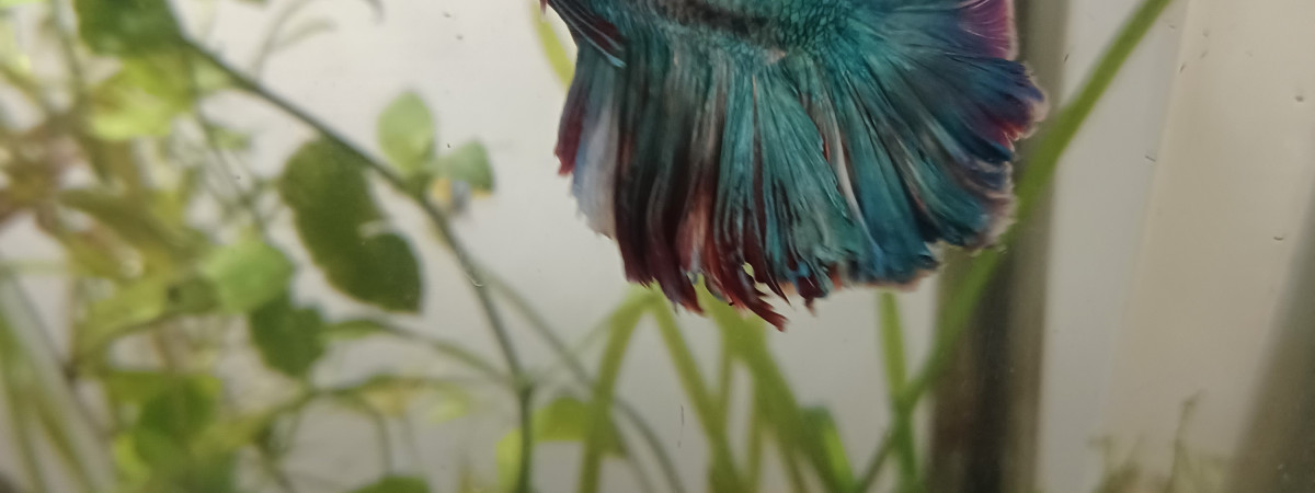 aquarium 20L  n1