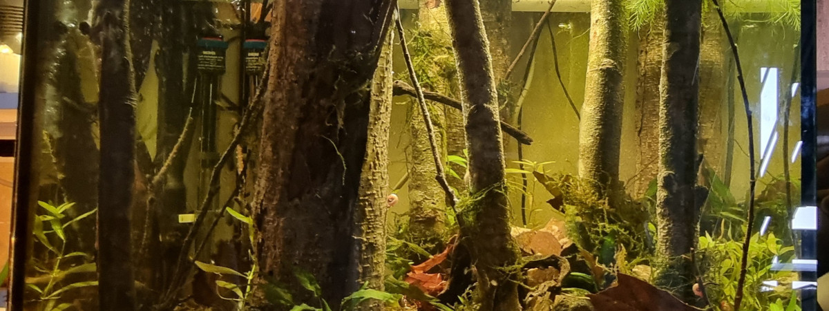 aquarium foret