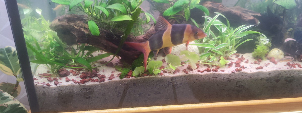 aquarium Mon aquarium