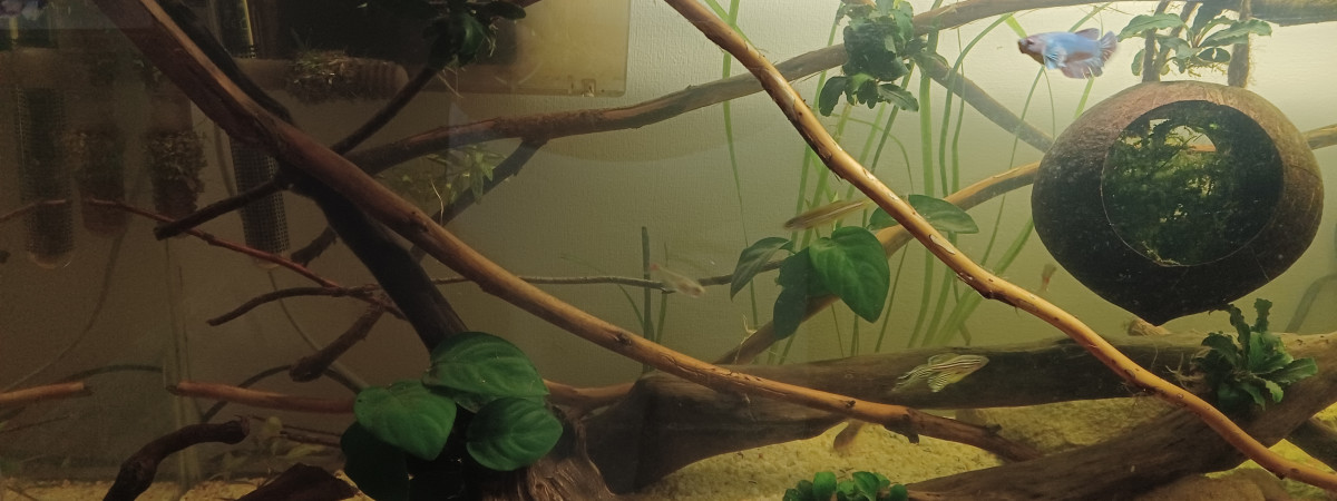 aquarium 80L