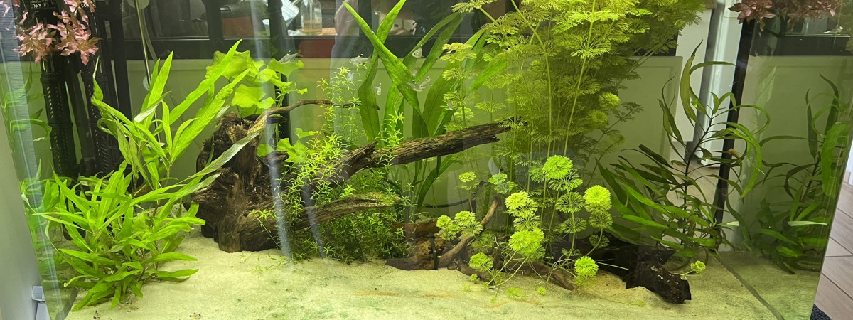 aquarium Fluval Osaka 260