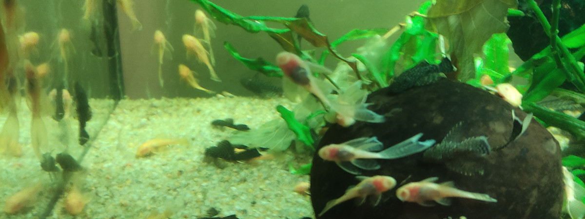 aquarium Ancistruses