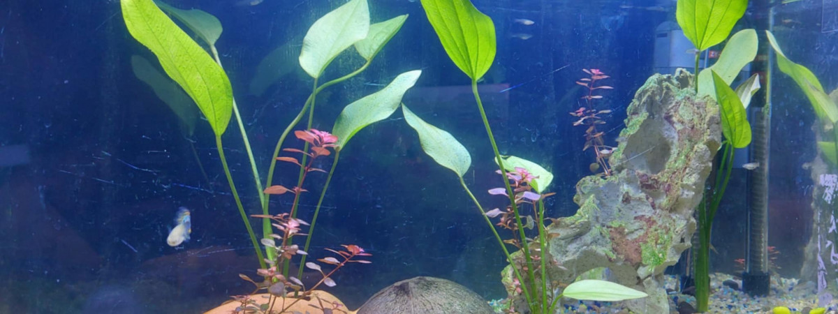 aquarium Gupatiméo