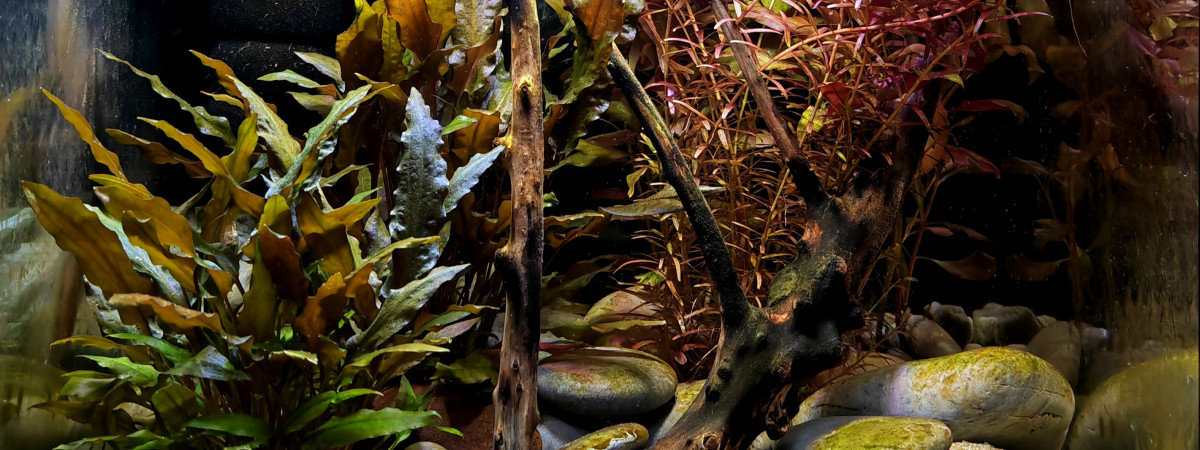 aquarium Bac de CPO