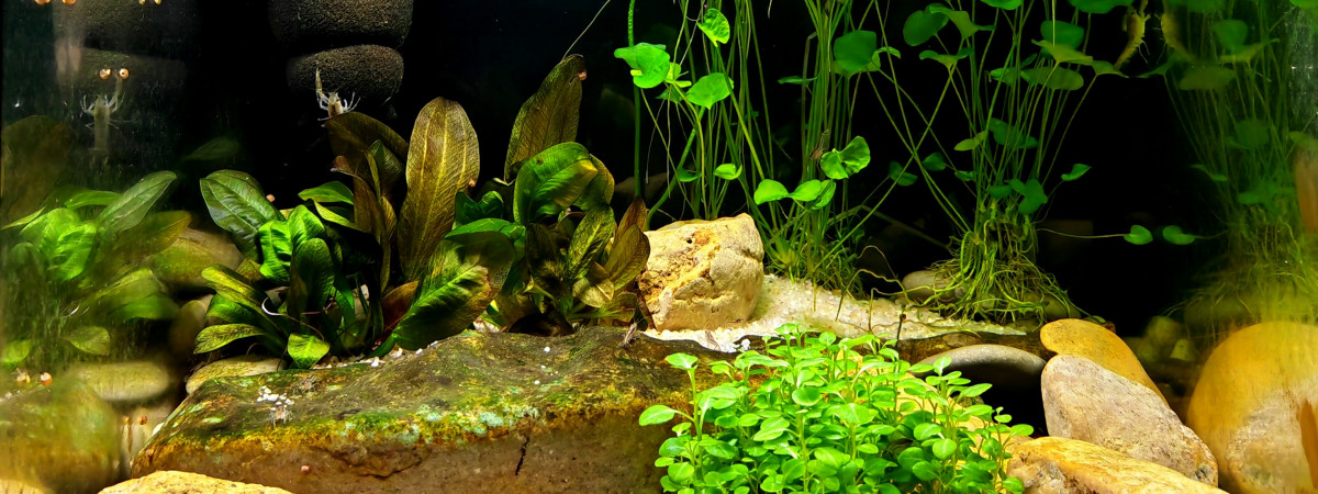 aquarium Bac de cambarellus diminutus