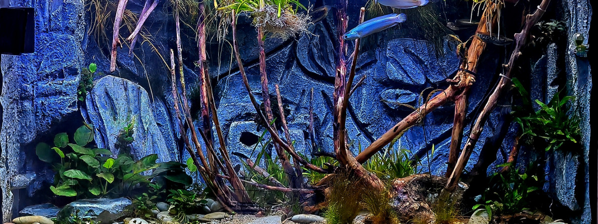 aquarium Bac de channa