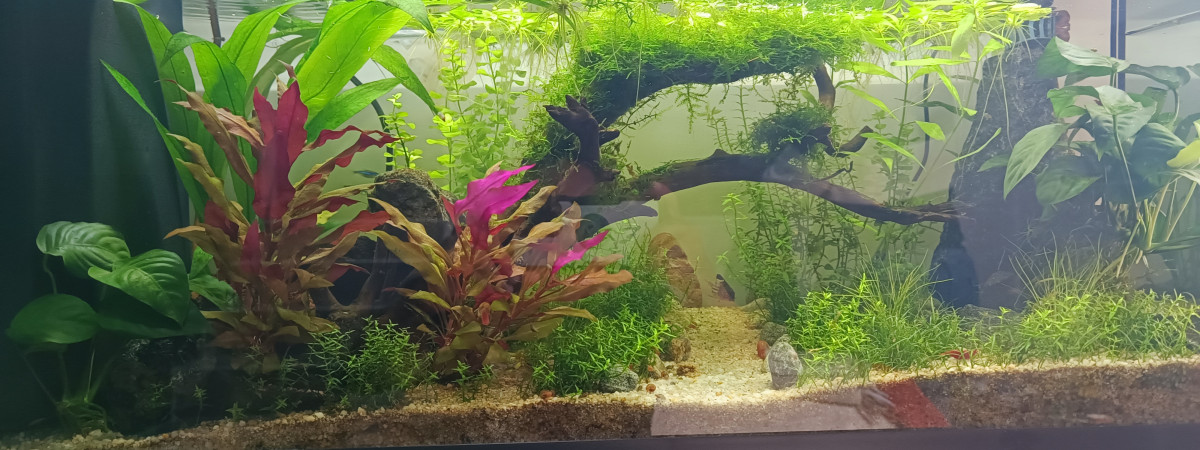 aquarium Je me lance