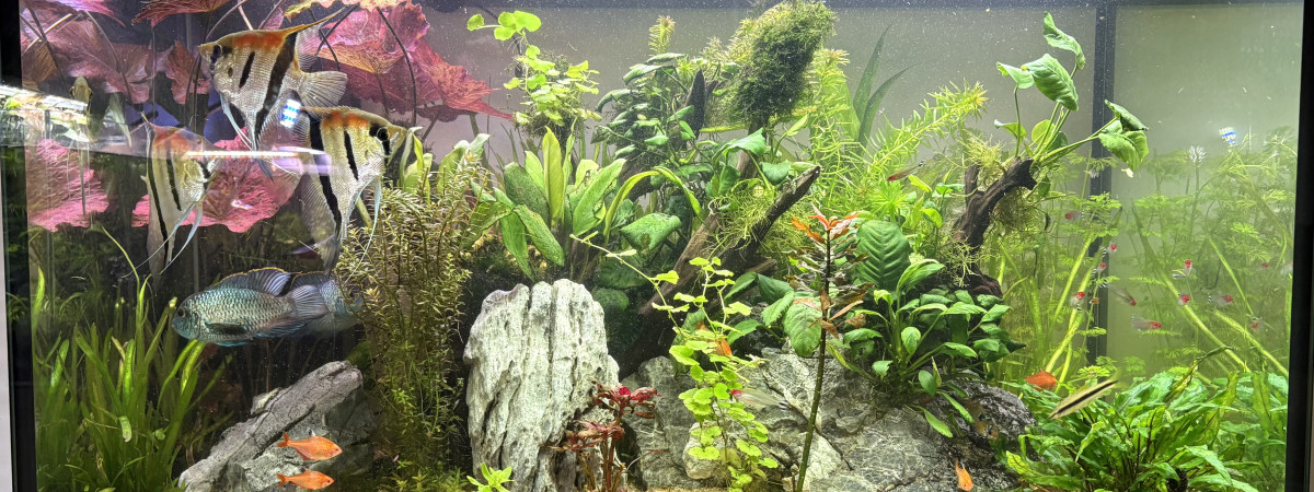 aquarium Scalaire world