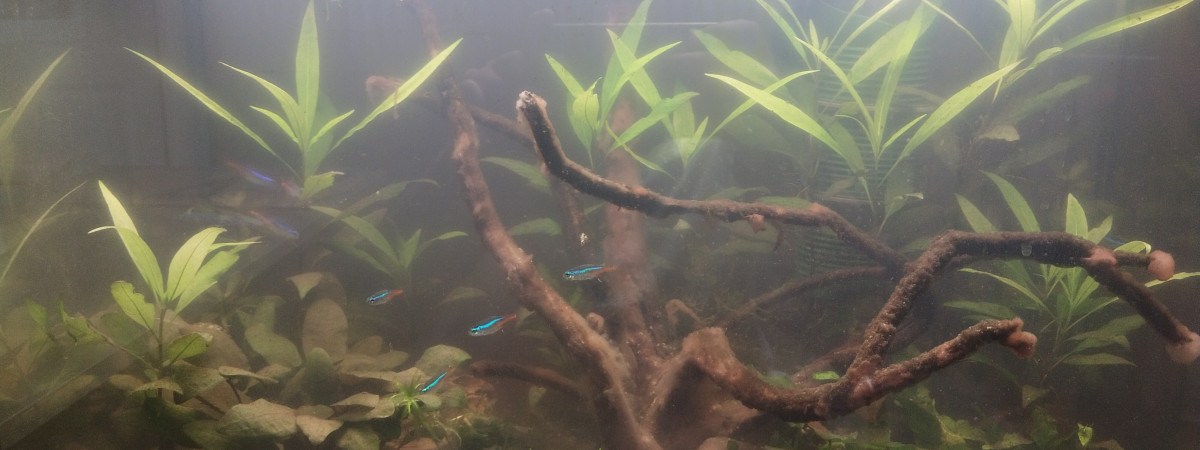 aquarium Amazonien
