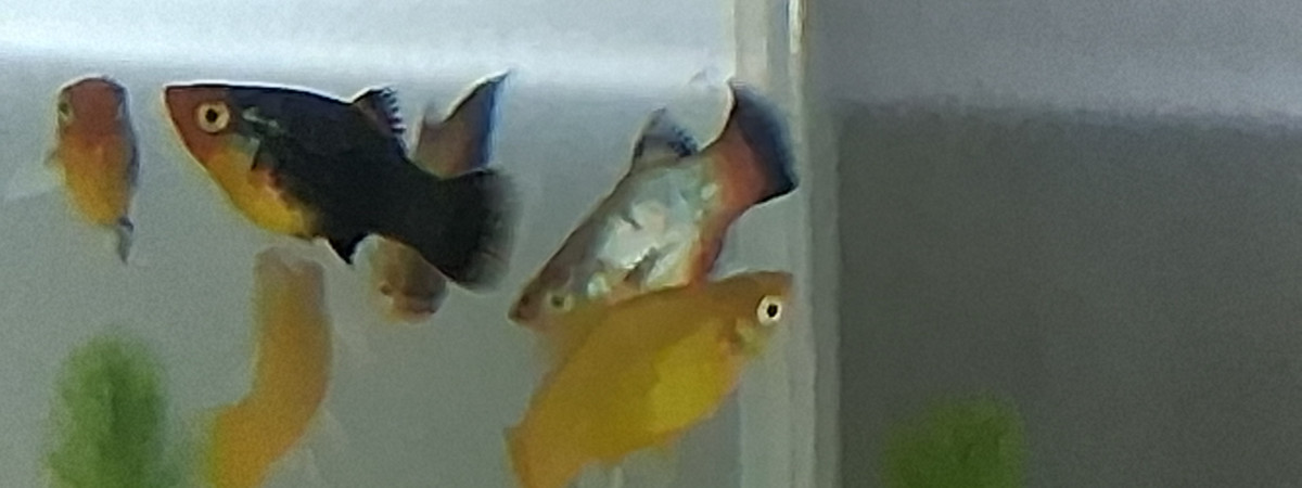 aquarium AquaNcm