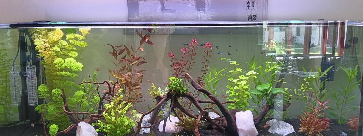 aquarium Amazonien