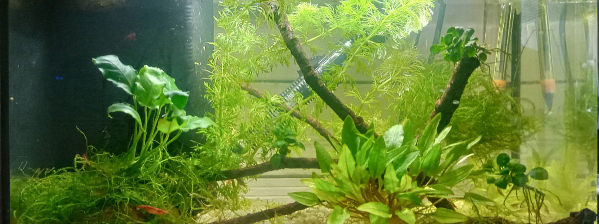 aquarium Crevettes Red Cherry 20L