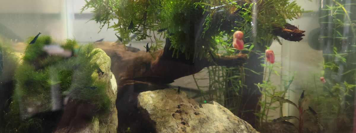 aquarium Aquascap blue carbon