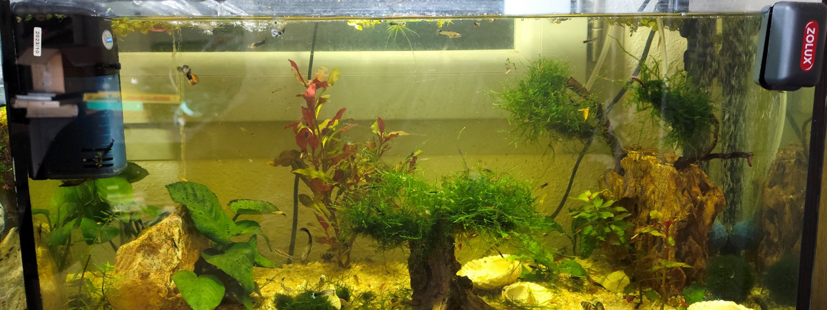 aquarium 60l commu guppy crawouette