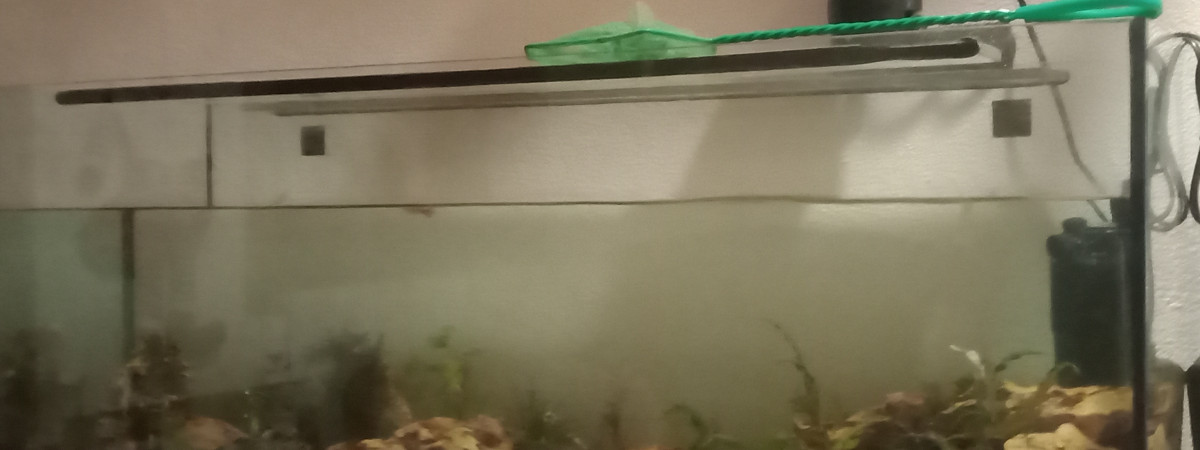 aquarium Aquascape  début 12.05  salon 120l