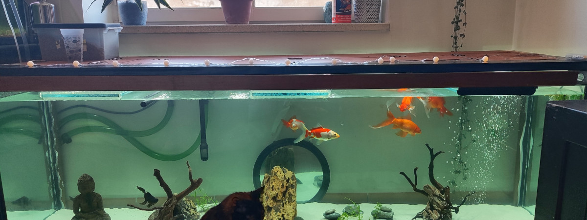 aquarium Poisson rouge et plecostomus