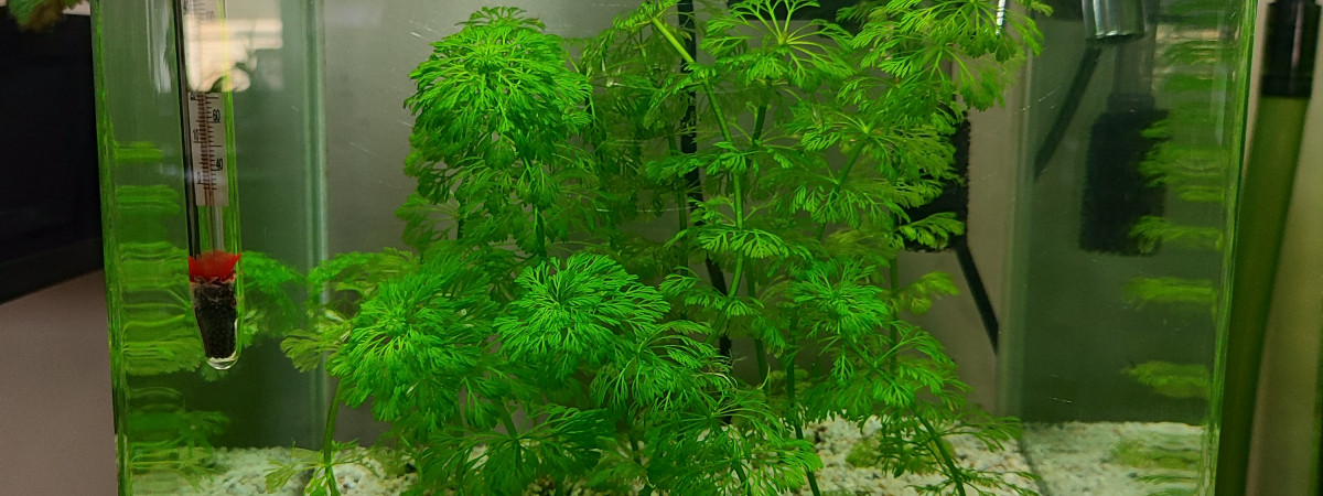 aquarium Betta splendens