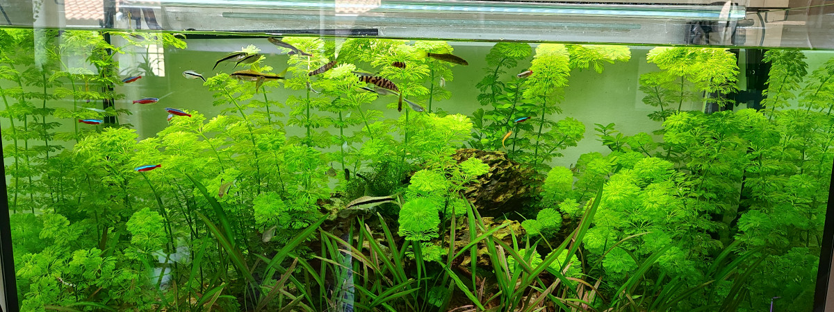 aquarium Poisson moyen