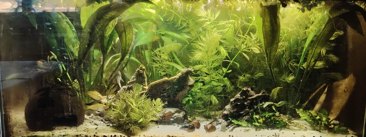 aquarium Aqualis jardin