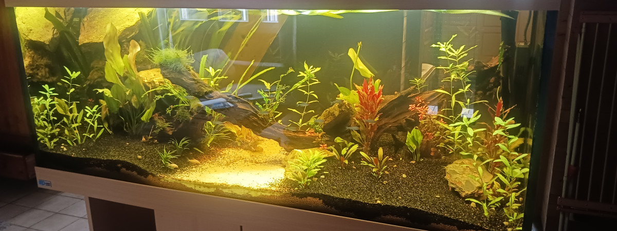aquarium Olivier