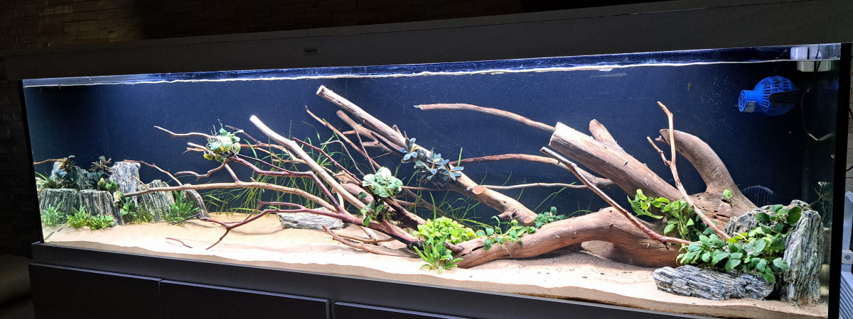 aquarium 700L Amazonien