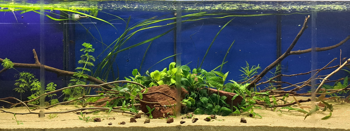 aquarium 160L Américain