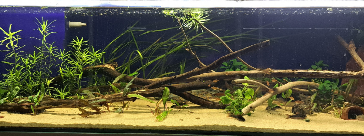 aquarium 160L Amazonien - Apistogramma sp hongsloi