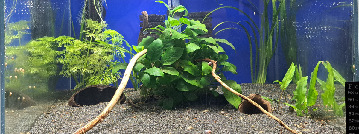 aquarium 50L alevins Apistogramma - Acara