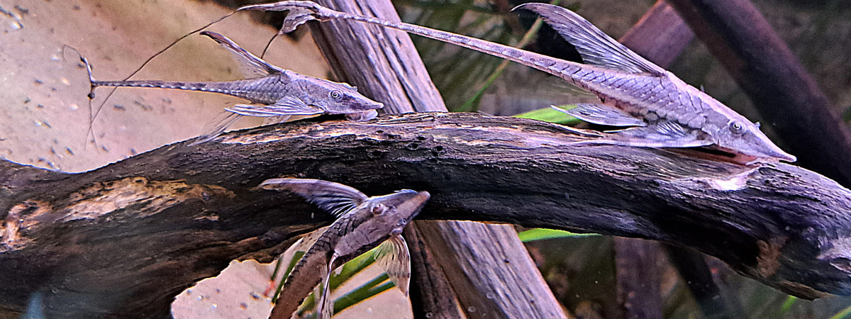 aquarium 90L Sturisoma aureum