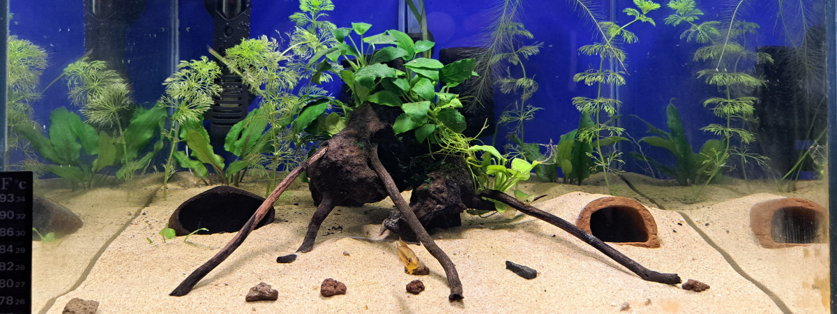 aquarium 50L alevins Apistogramma cacatuoides